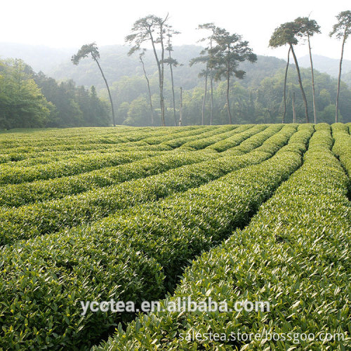 Japan Organic Hojicha Bulk Wholesale Bancha